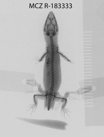 Media type: image;   Herpetology R-183333